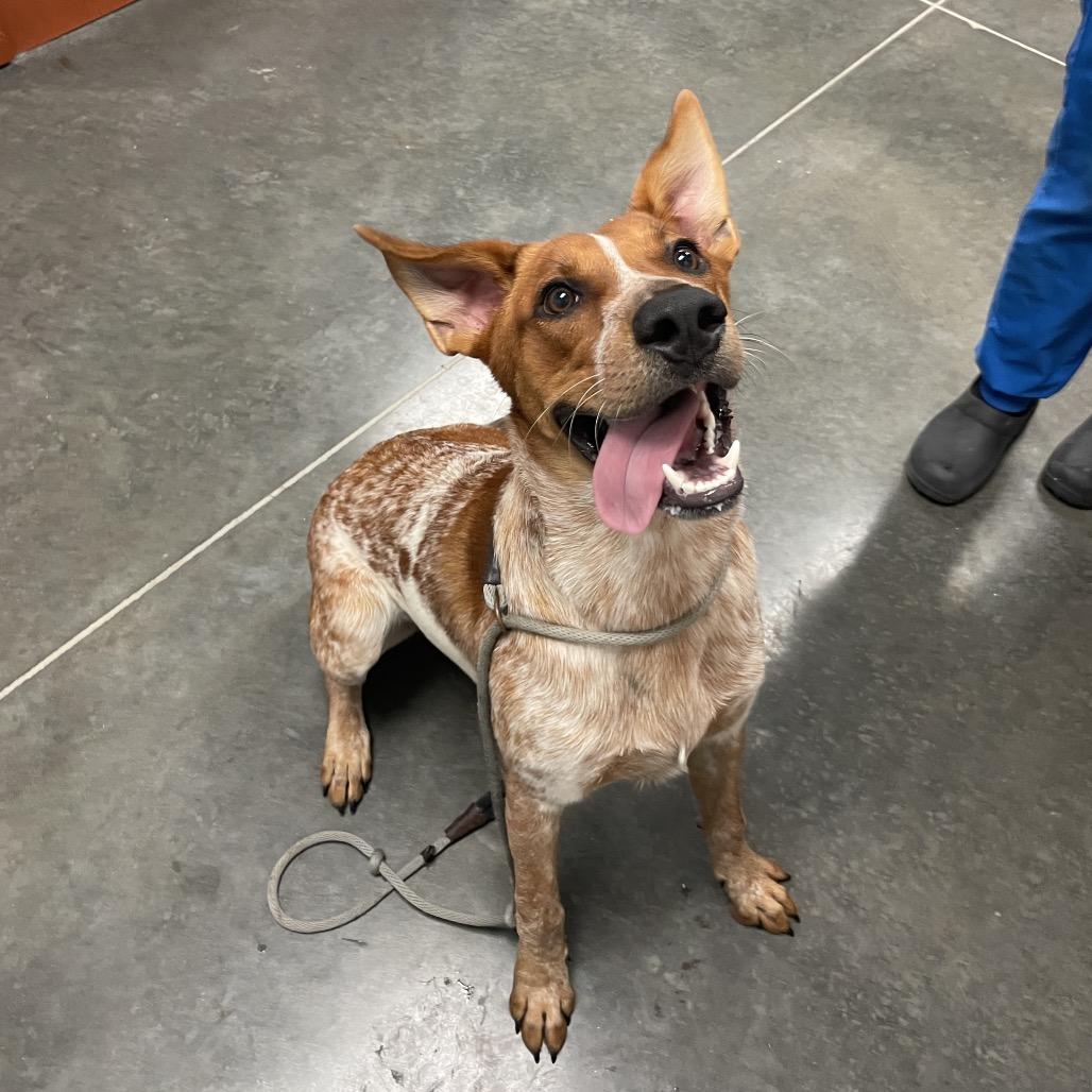 Enlarge Gunner, a Adoptable mixed breed in Dickinson, TX image 1/4