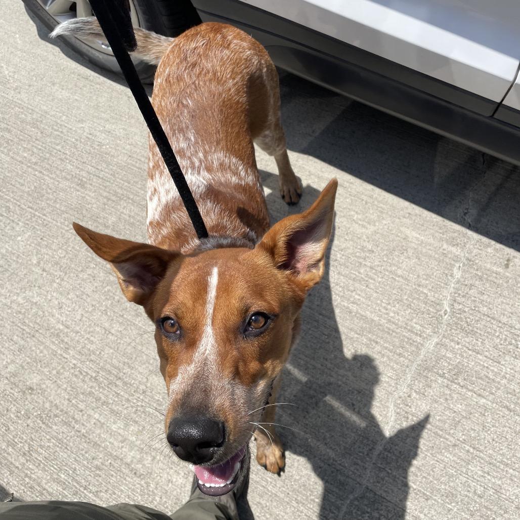 Enlarge Gunner, a Adoptable mixed breed in Dickinson, TX image 3/4