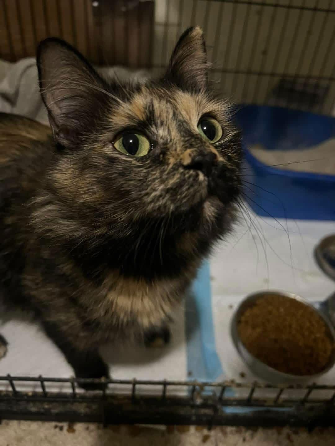 Ivy, Adoptable, Adult Female Domestic Long Hair & Tortoiseshell.