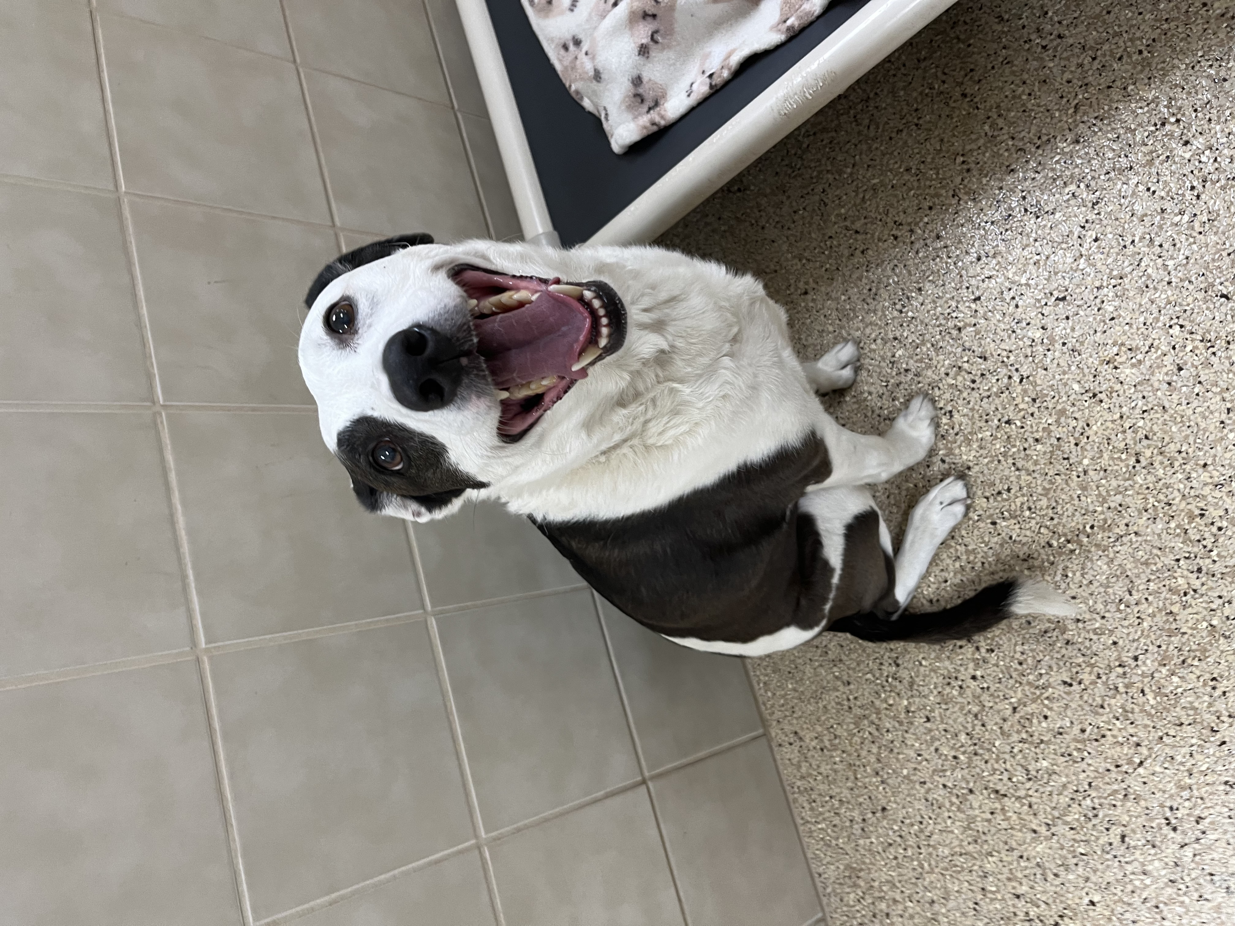 Amanda, a Adoptable Australian Cattle Dog / Blue Heeler in Kerrville, TX image 2/3