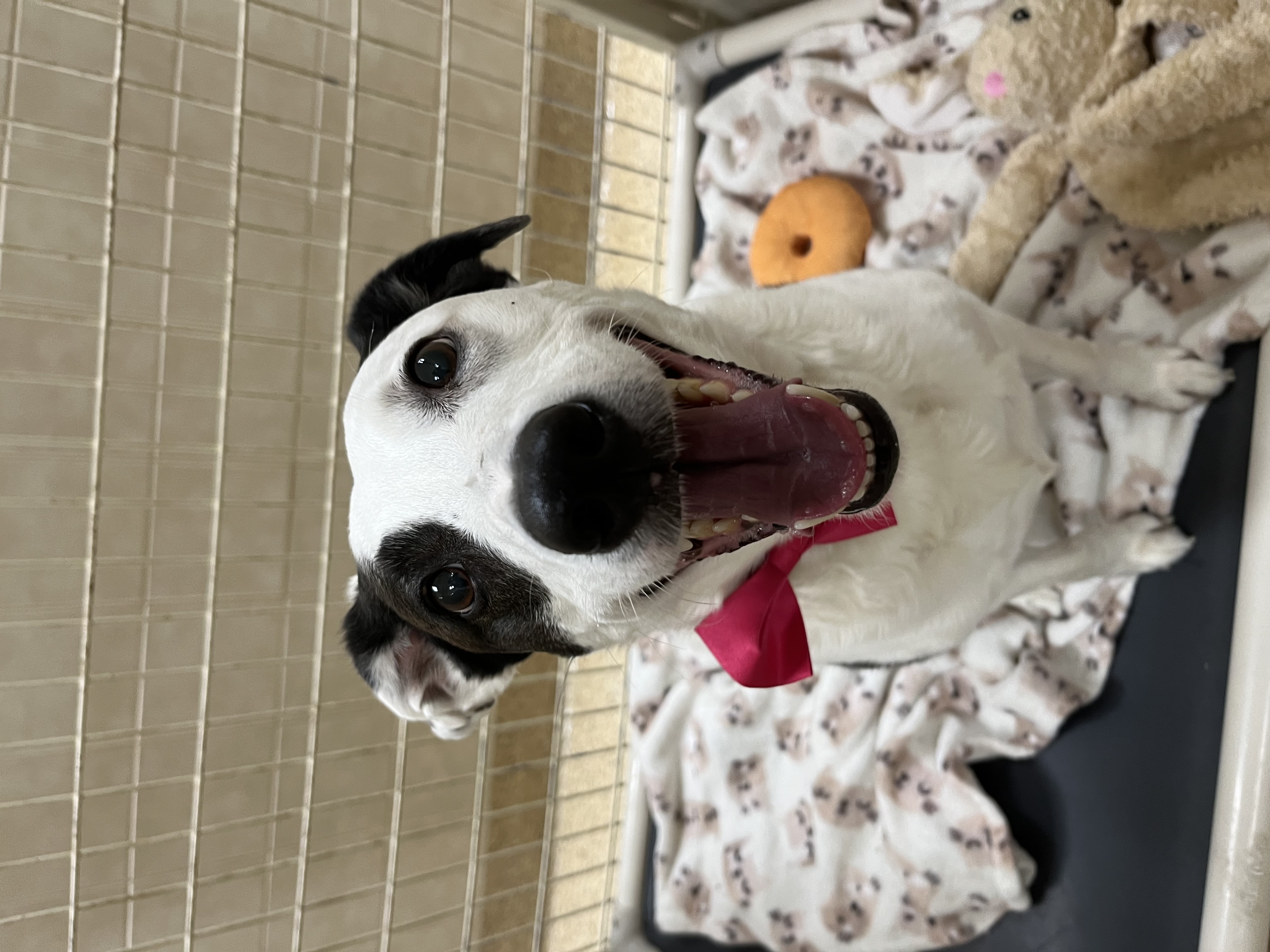 Amanda, a Adoptable Australian Cattle Dog / Blue Heeler in Kerrville, TX image 3/3