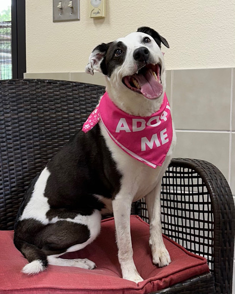 Amanda, a Adoptable Australian Cattle Dog / Blue Heeler in Kerrville, TX image 1/3