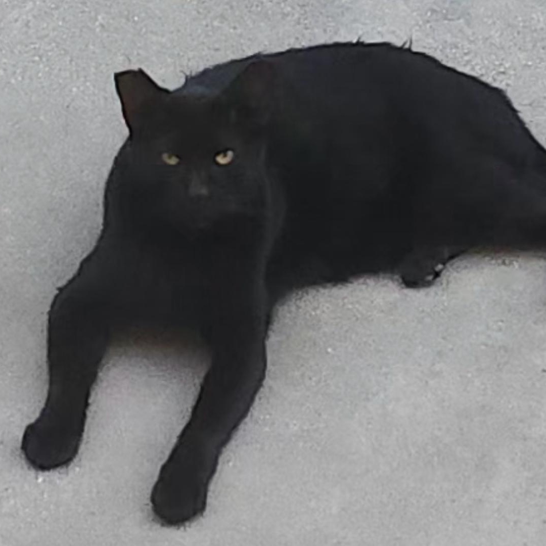 Æthelstan, ADOPTABLE, Adult Male Domestic Short Hair.