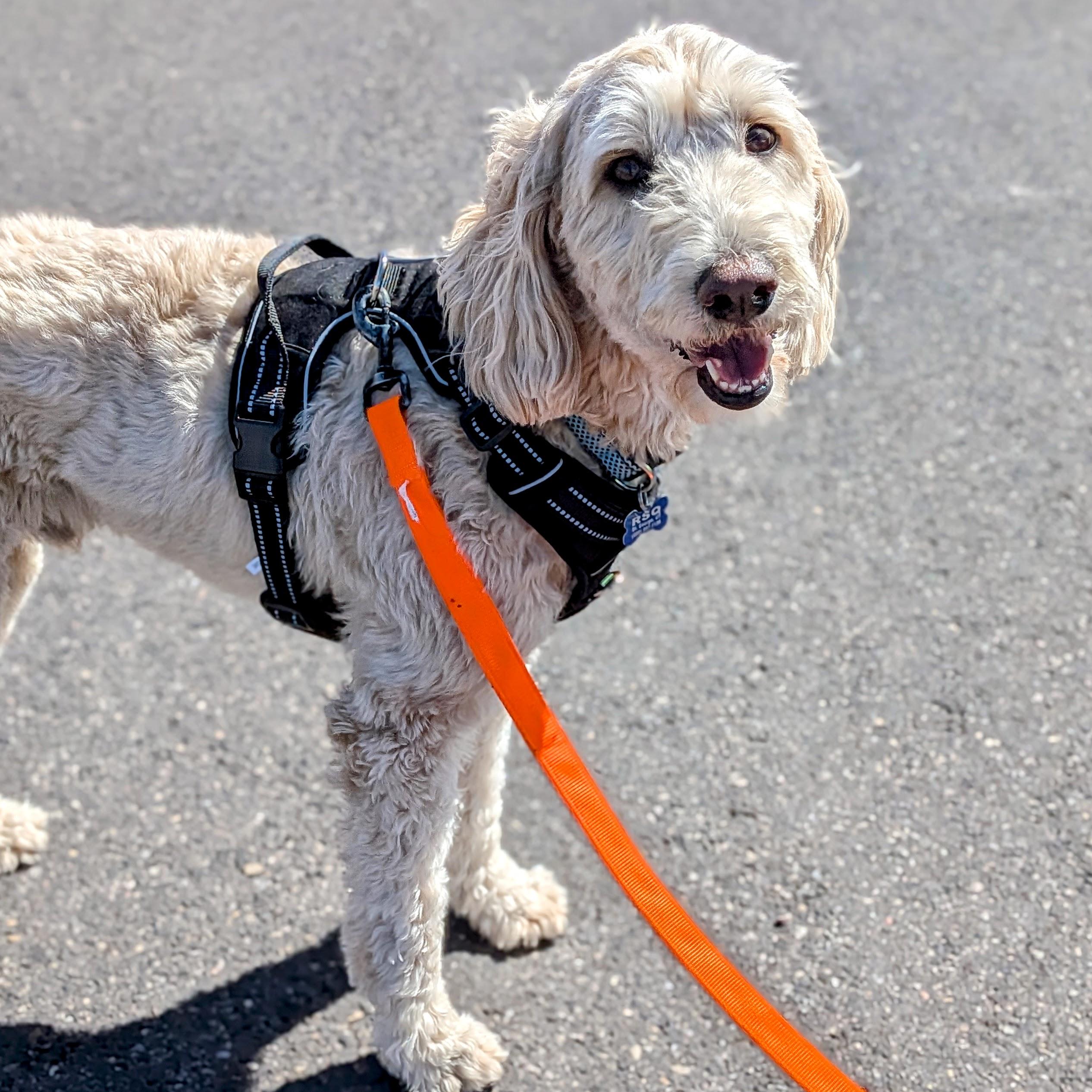 Casey, an adopted Goldendoodle in St. George, UT image 2/5