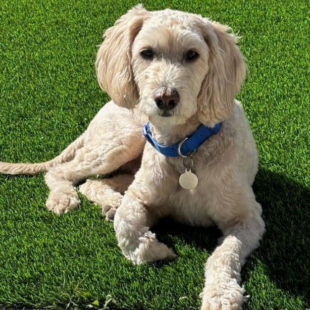 Casey, an adopted Goldendoodle in St. George, UT image 4/5