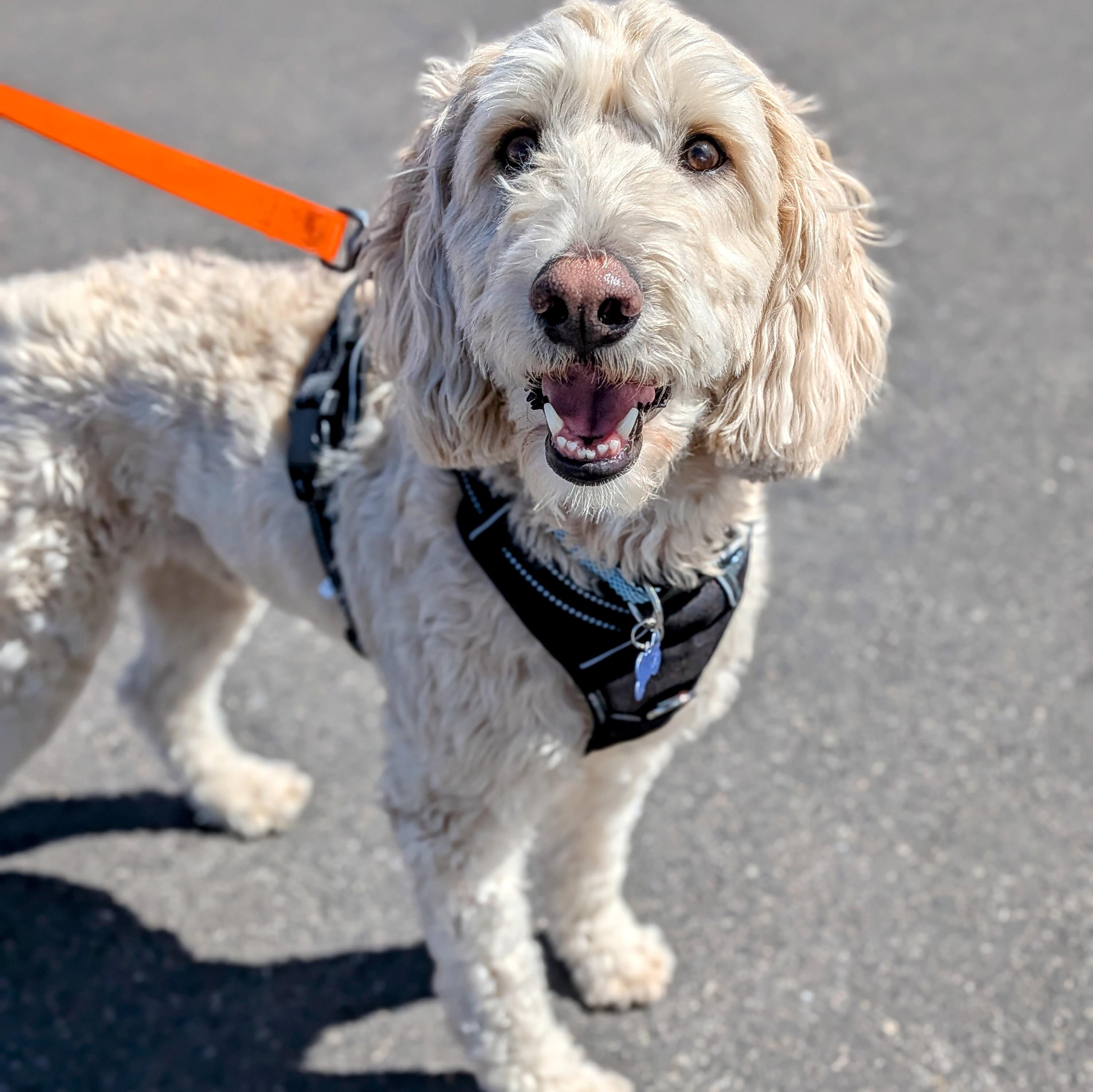 Casey, an adopted Goldendoodle in St. George, UT image 3/5