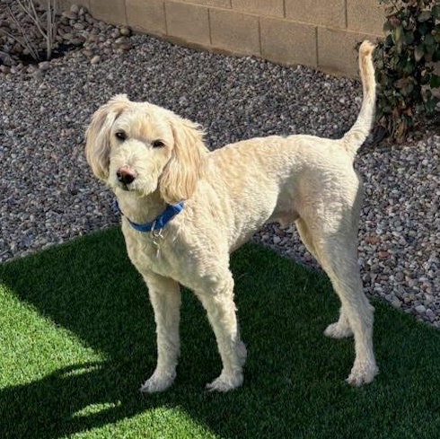 Casey, an adopted Goldendoodle in St. George, UT image 5/5