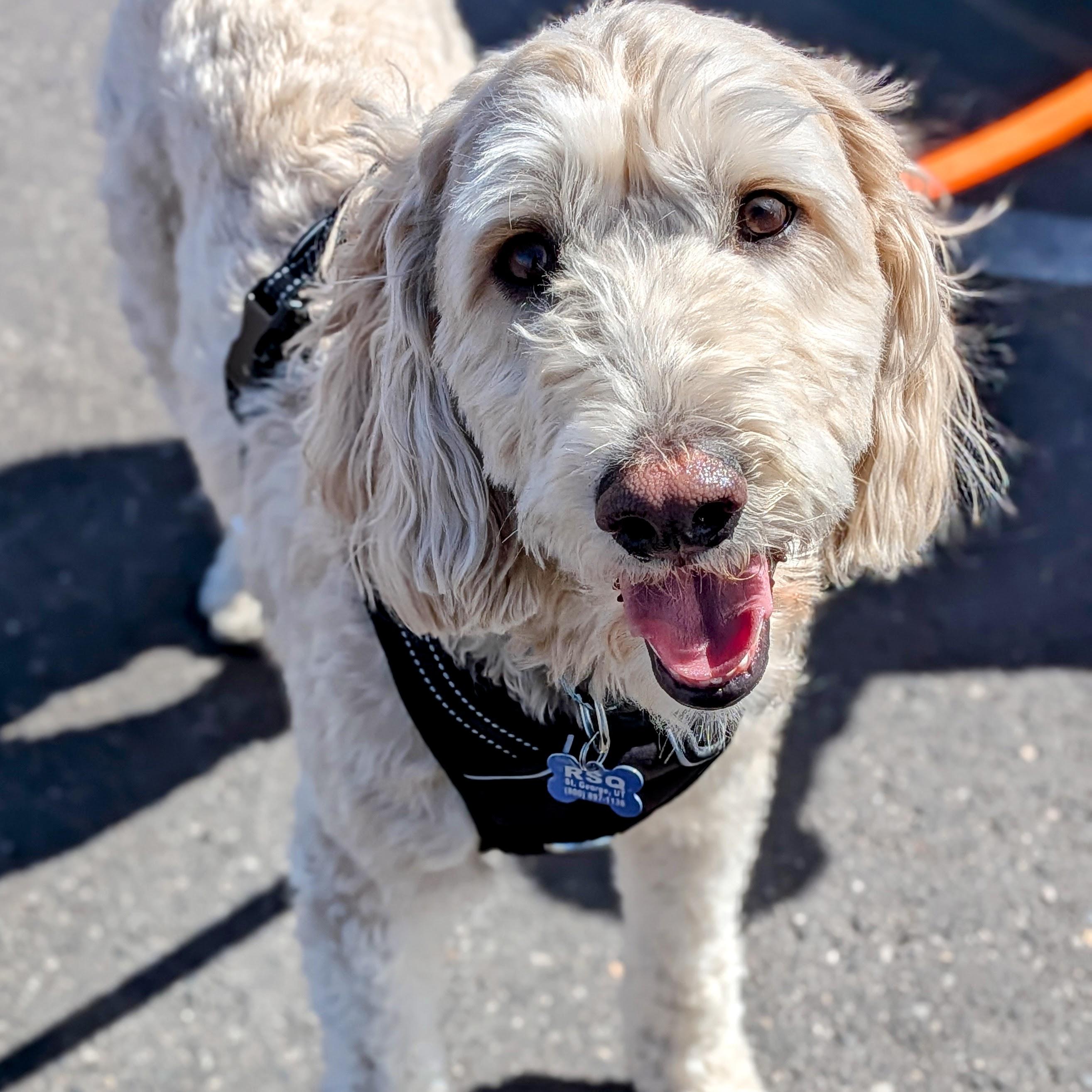 Casey, an adopted Goldendoodle in St. George, UT image 1/5