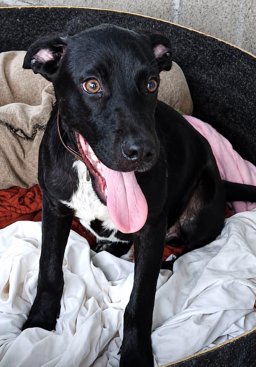 Enlarge Carboncito, a Adoptable mixed breed in Abbotsford, BC image 4/6