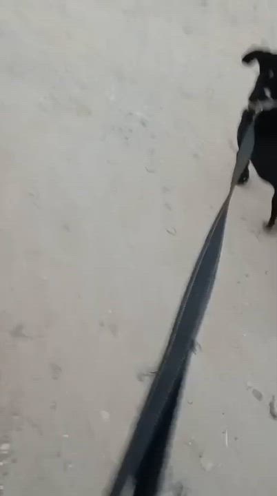 Enlarge Carboncito, a Adoptable mixed breed in Abbotsford, BC video 5/6