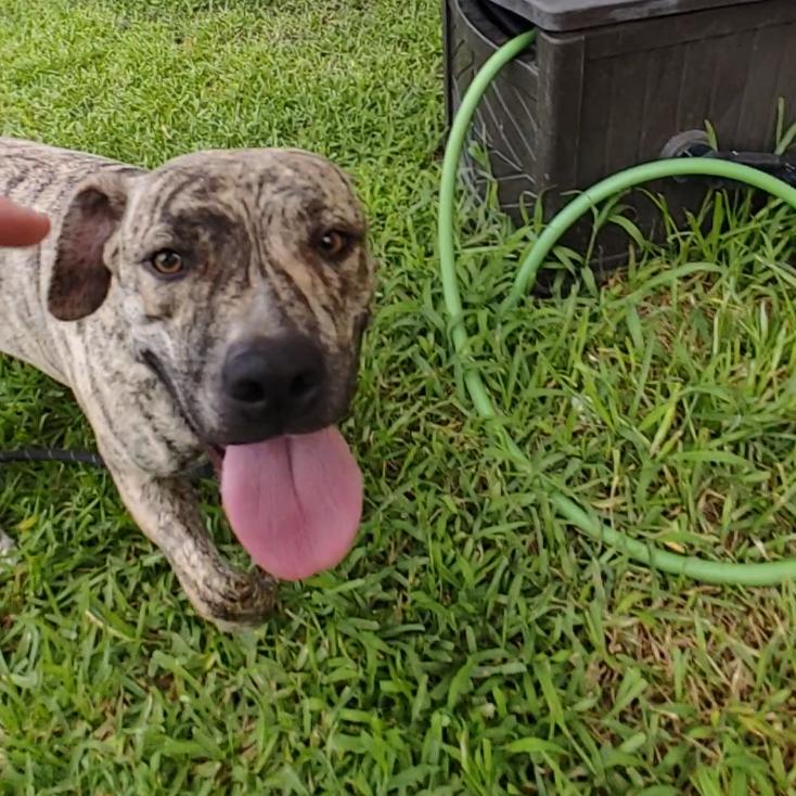 Foley, Young Female Terrier