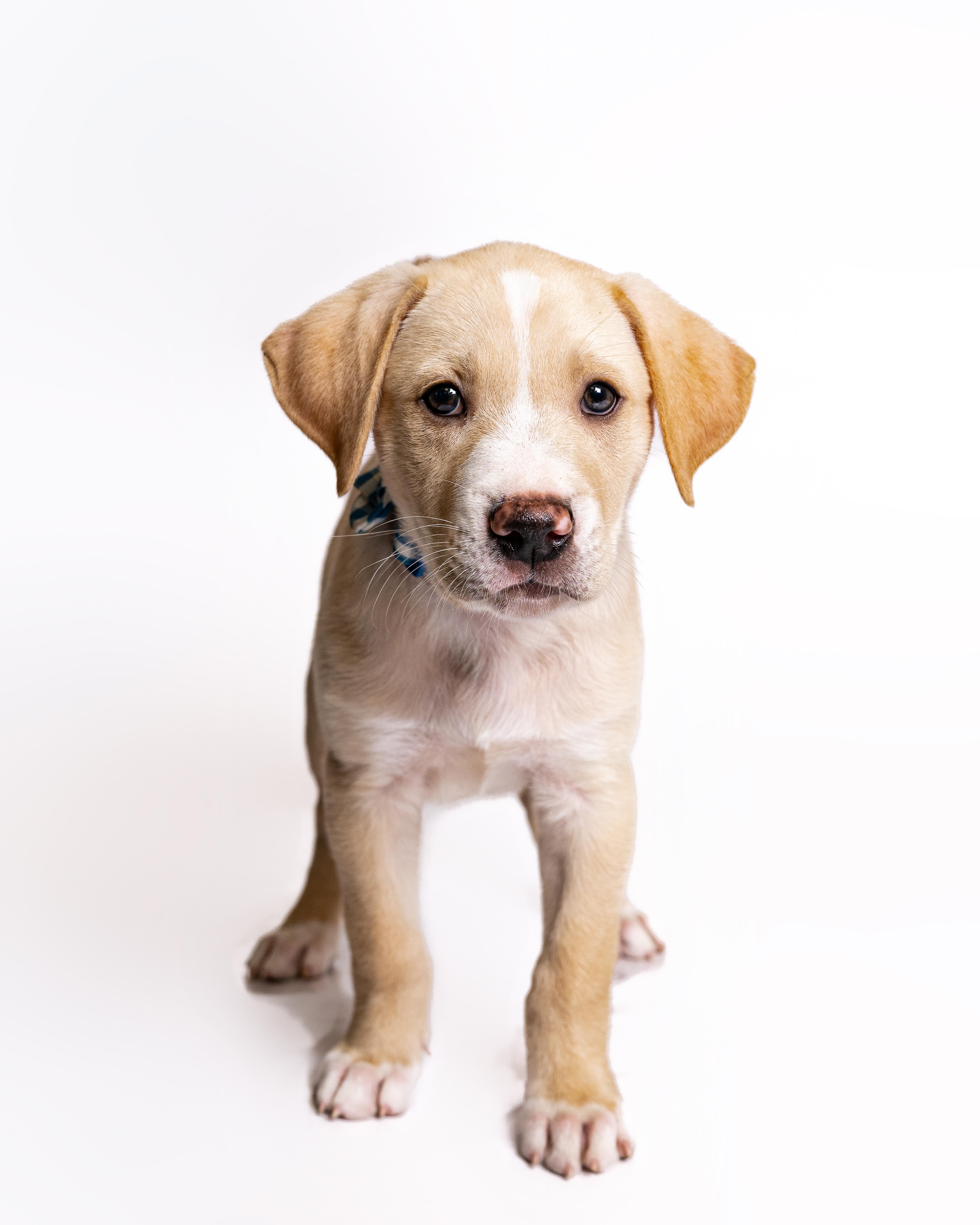 Clue, a Adoptable mixed breed in Itasca, IL image 3/5