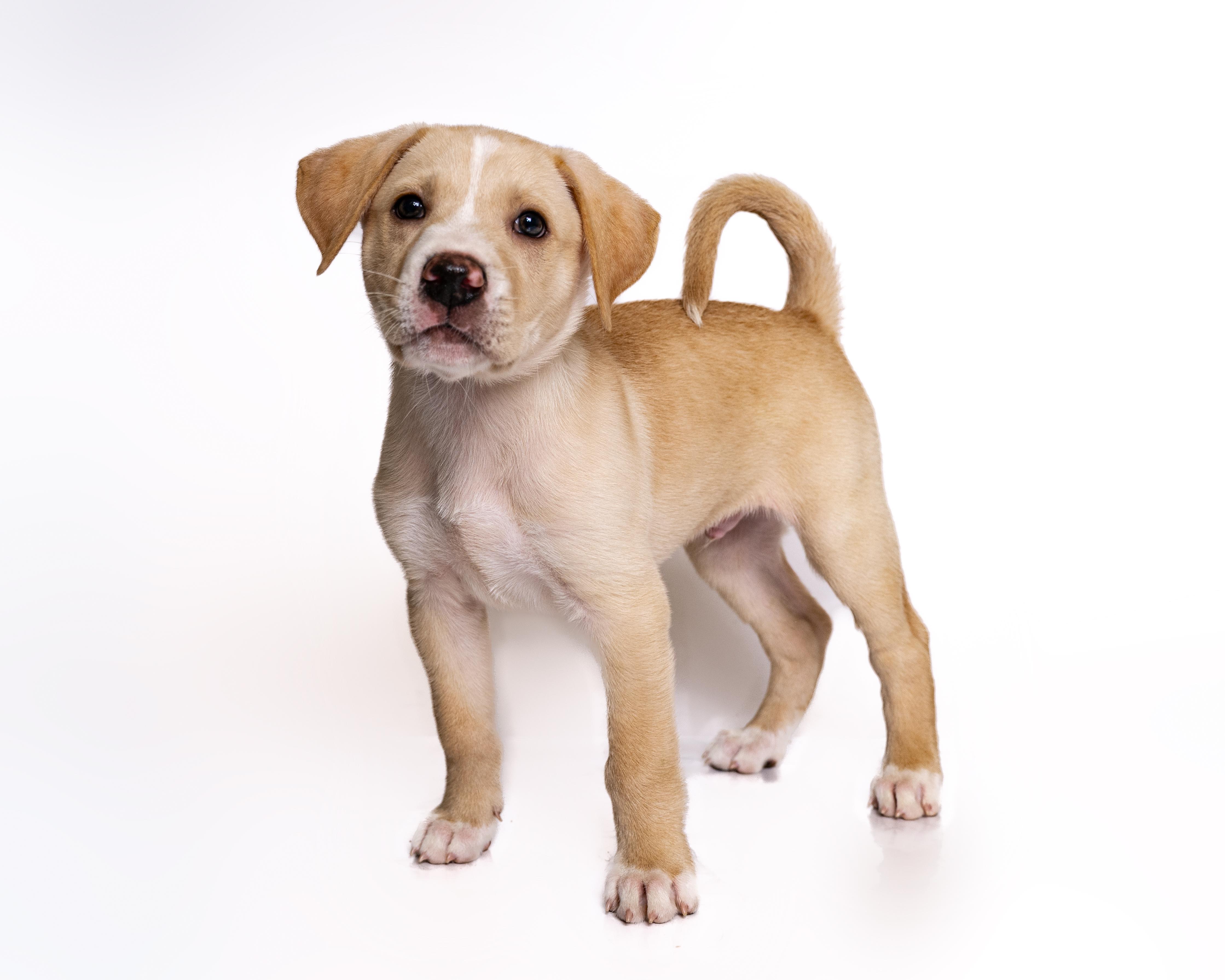 Clue, a Adoptable mixed breed in Itasca, IL image 2/5