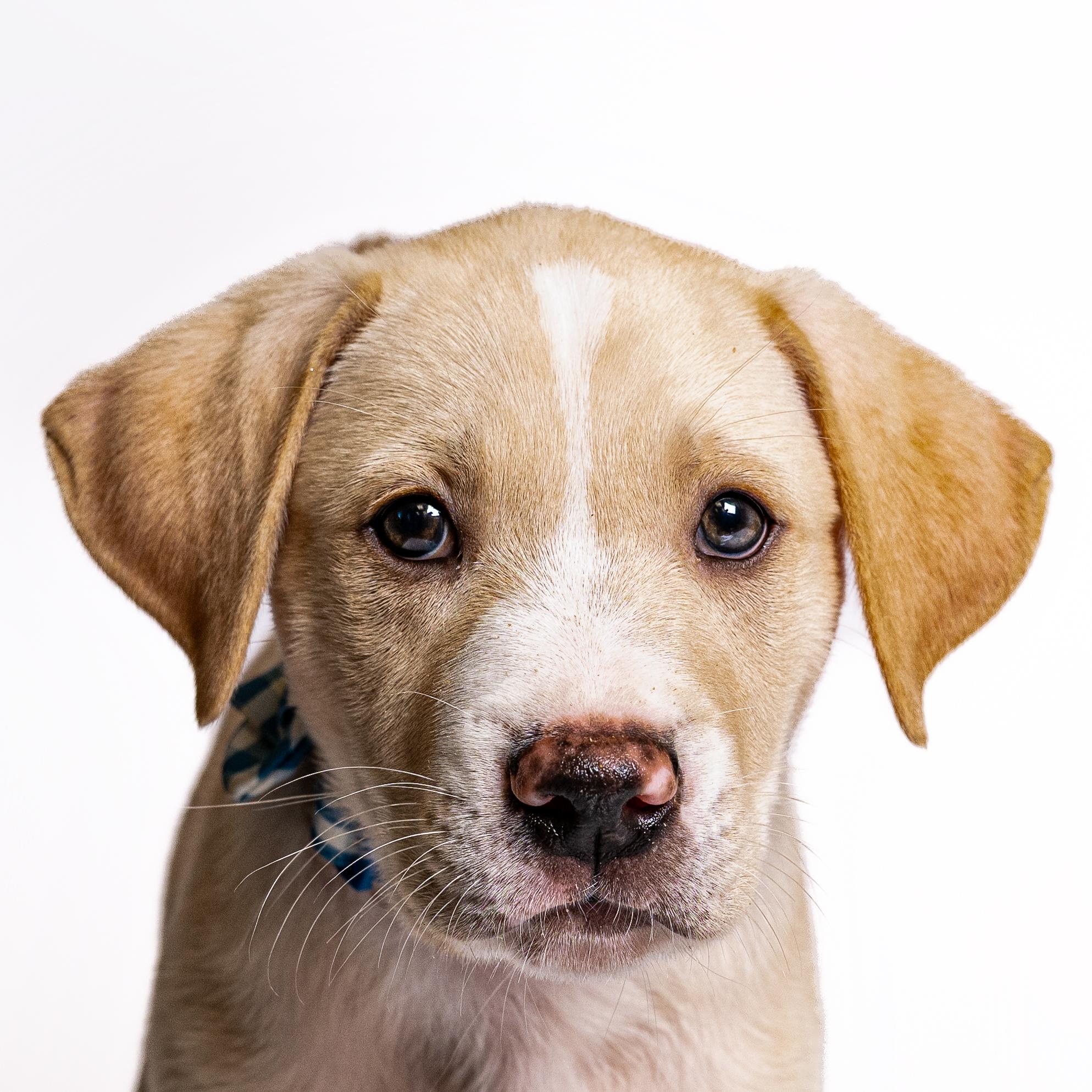 Clue, a Adoptable mixed breed in Itasca, IL image 1/5
