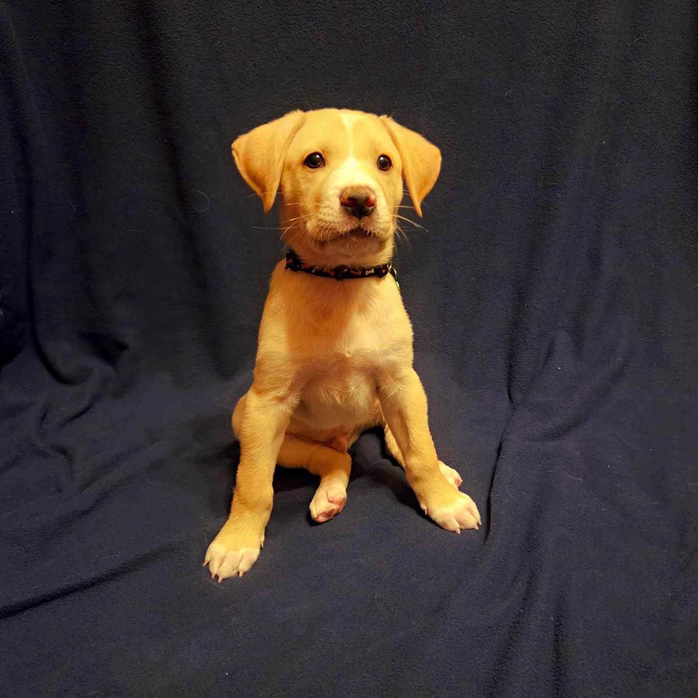 Clue, a Adoptable mixed breed in Itasca, IL image 5/5