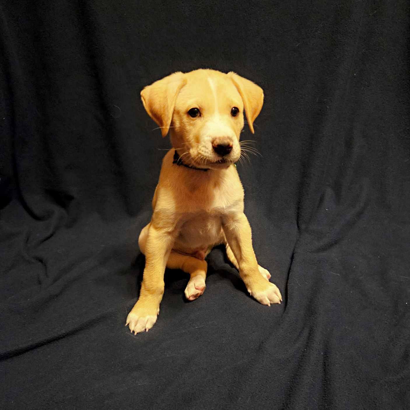 Clue, a Adoptable mixed breed in Itasca, IL image 4/5