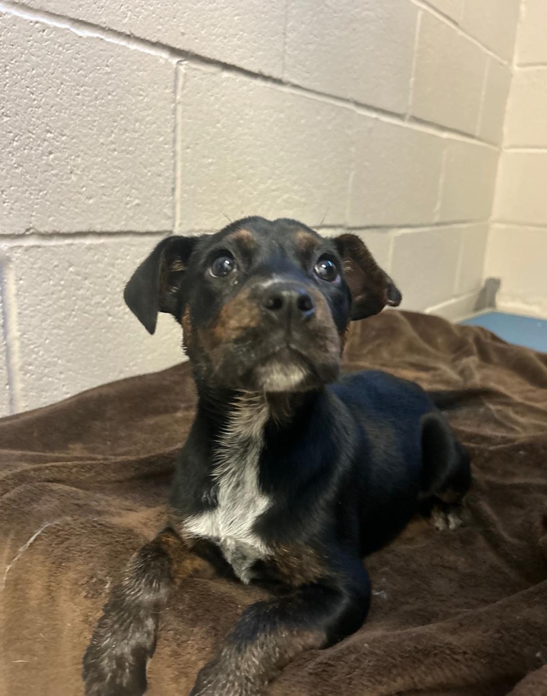 Giana, ADOPTABLE, Young Female Rottweiler & Terrier.