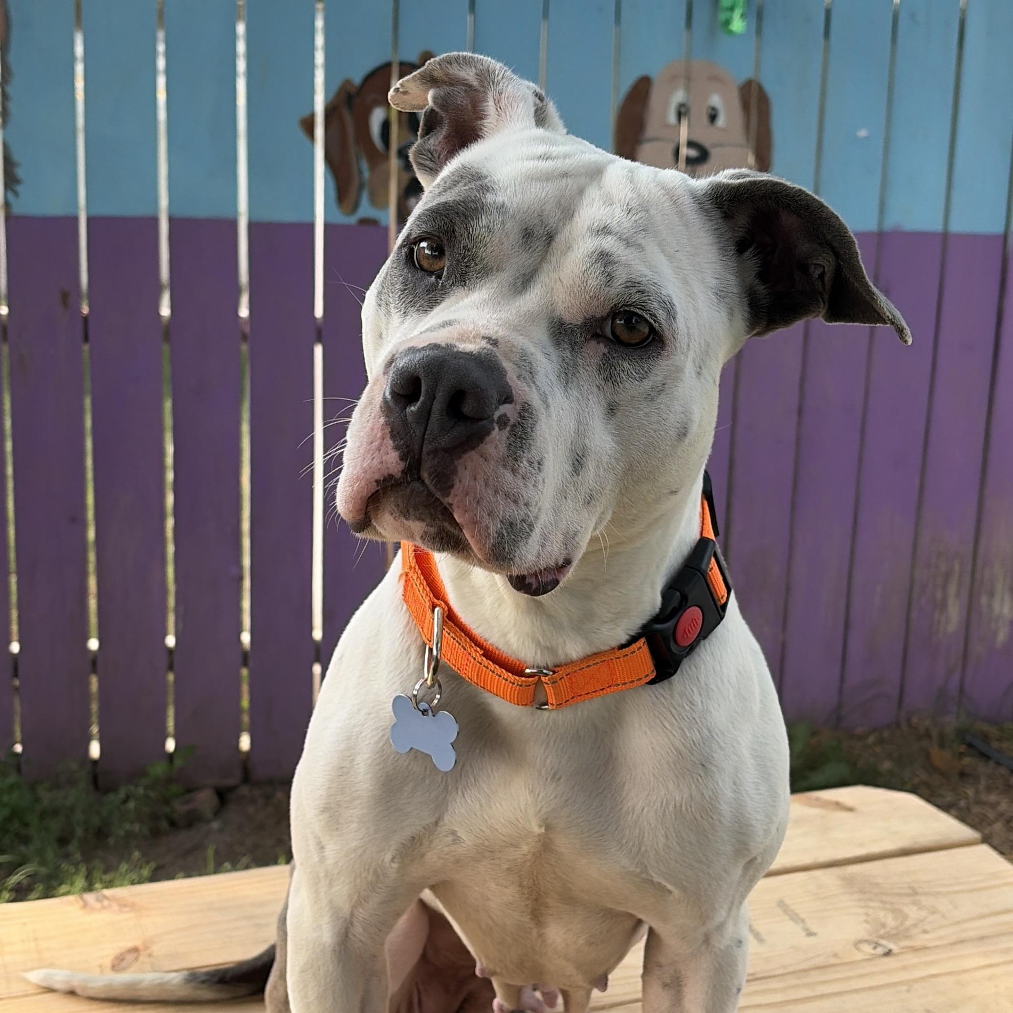 Louise, ADOPTABLE, Young Female Staffordshire Bull Terrier.