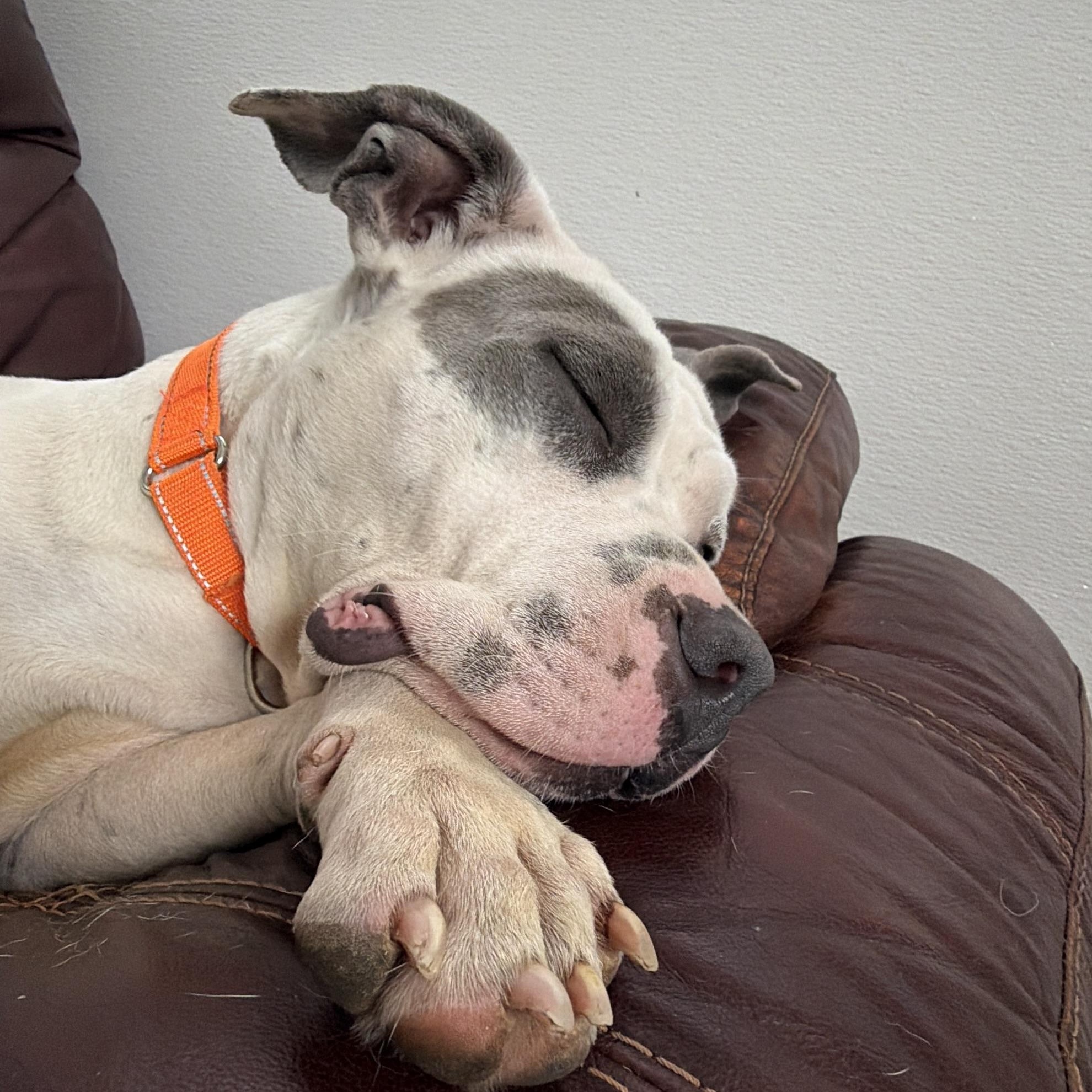 Louise, a ADOPTABLE Staffordshire Bull Terrier in Westland, MI image 4/6
