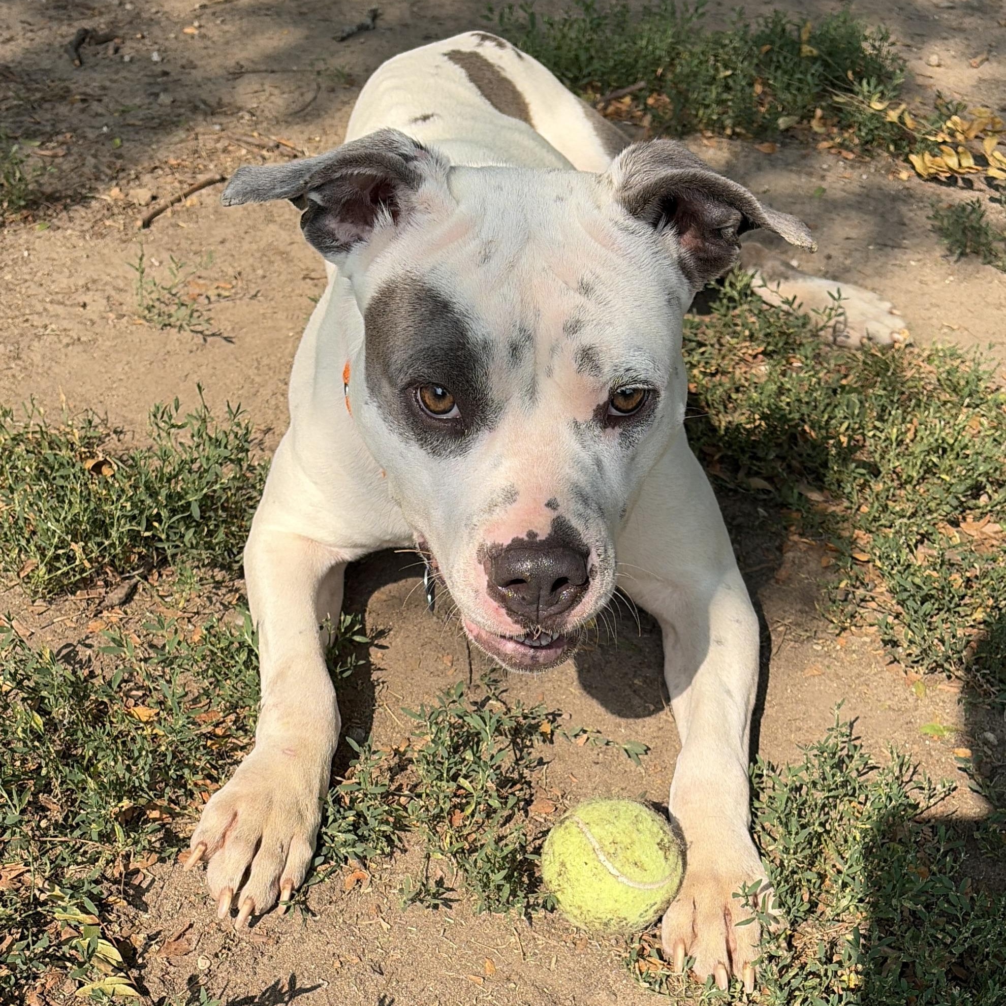Louise, a ADOPTABLE Staffordshire Bull Terrier in Westland, MI image 2/6