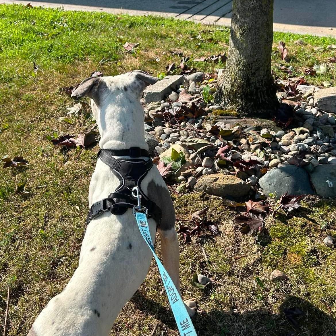 Louise, a ADOPTABLE Staffordshire Bull Terrier in Westland, MI image 6/6