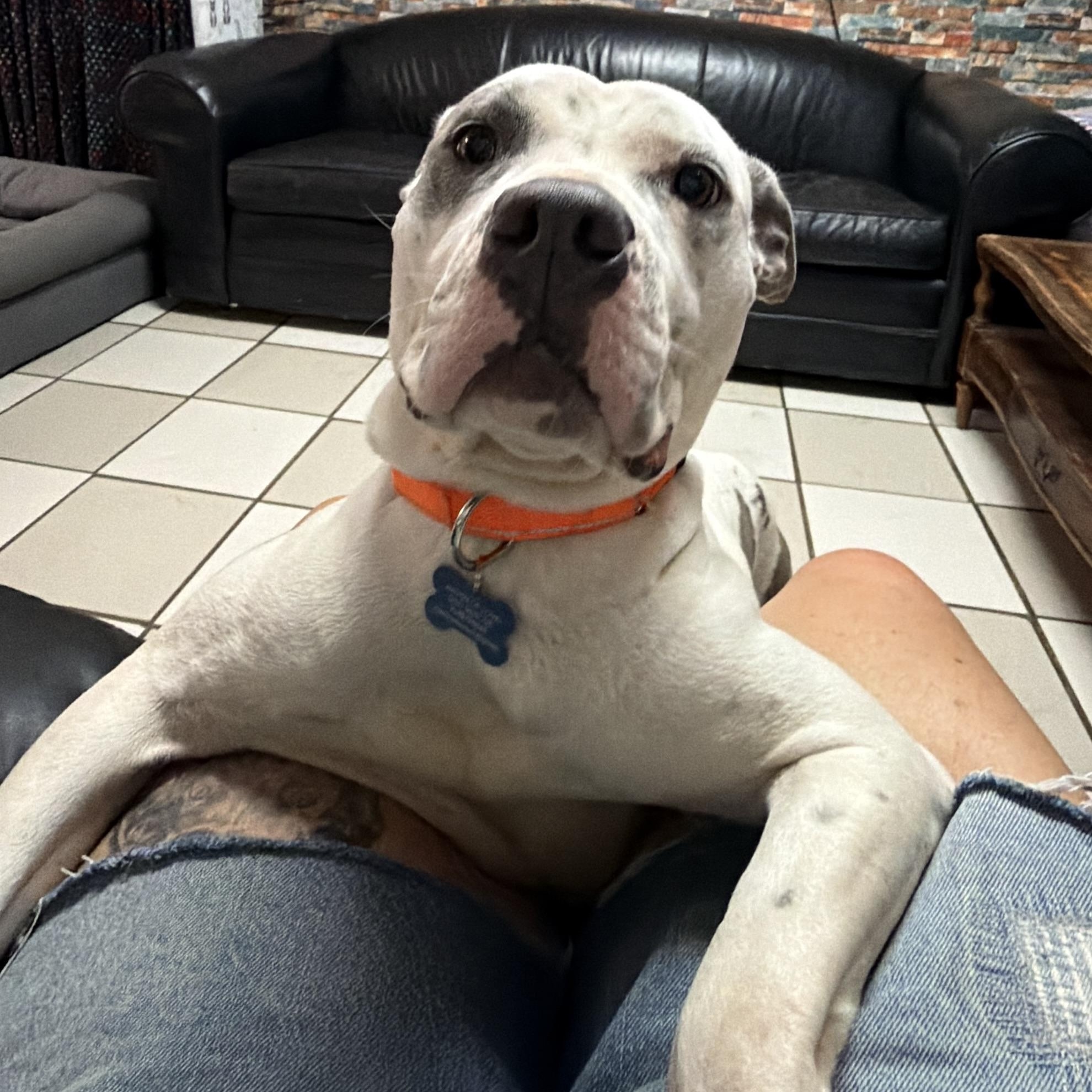 Louise, a ADOPTABLE Staffordshire Bull Terrier in Westland, MI image 5/6