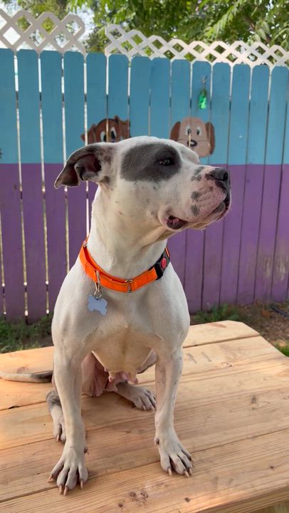 Enlarge Louise, a ADOPTABLE Staffordshire Bull Terrier in Westland, MI video 3/6