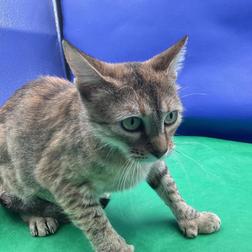 Patzy, Adoptable, Young Female Domestic Short Hair.