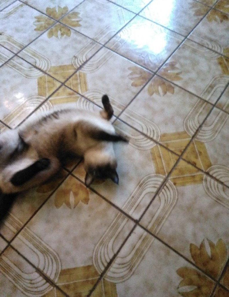 Enlarge Isabella, a Adoptable Siamese in Battle Ground, WA image 1/2