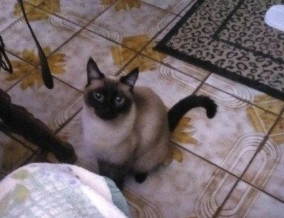 Enlarge Isabella, a Adoptable Siamese in Battle Ground, WA image 2/2