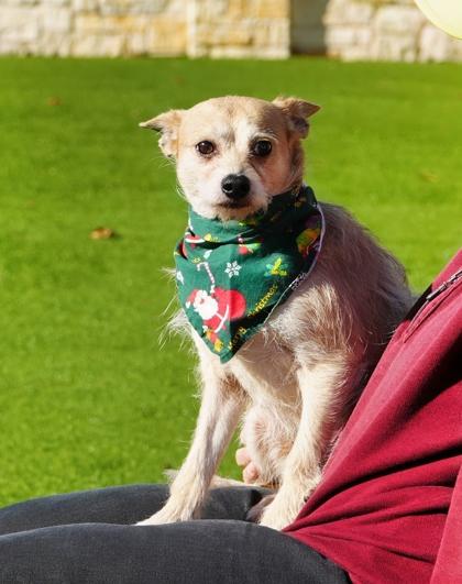 Enlarge Garland, a Adoptable mixed breed in North Richland Hills, TX image 1/2