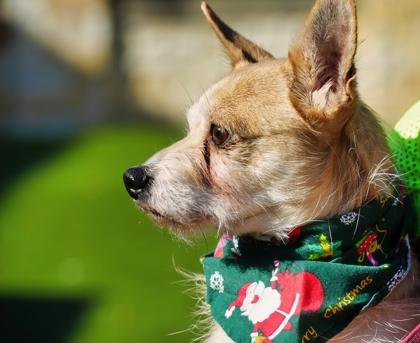 Enlarge Garland, a Adoptable mixed breed in North Richland Hills, TX image 2/2