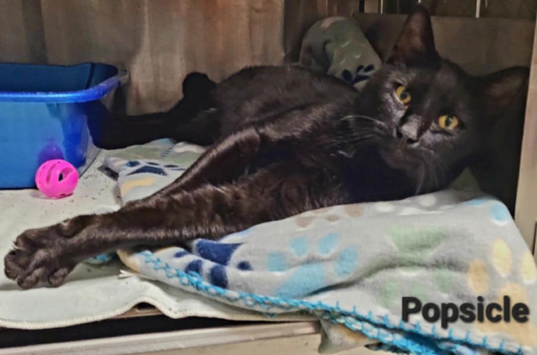 Popsicle, Adult Male unknown
