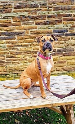 Enlarge Avery, a Adoptable mixed breed in Huntington, IN image 3/9