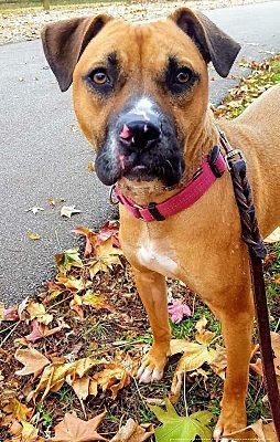 Enlarge Avery, a Adoptable mixed breed in Huntington, IN image 2/9
