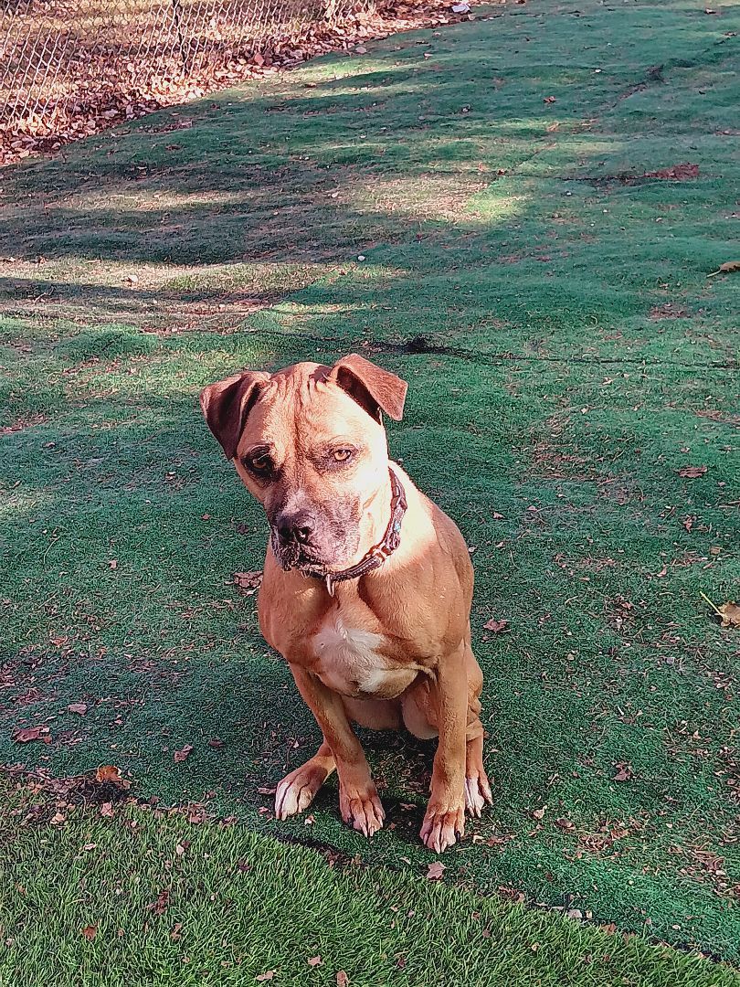 Enlarge Avery, a Adoptable mixed breed in Huntington, IN image 4/9