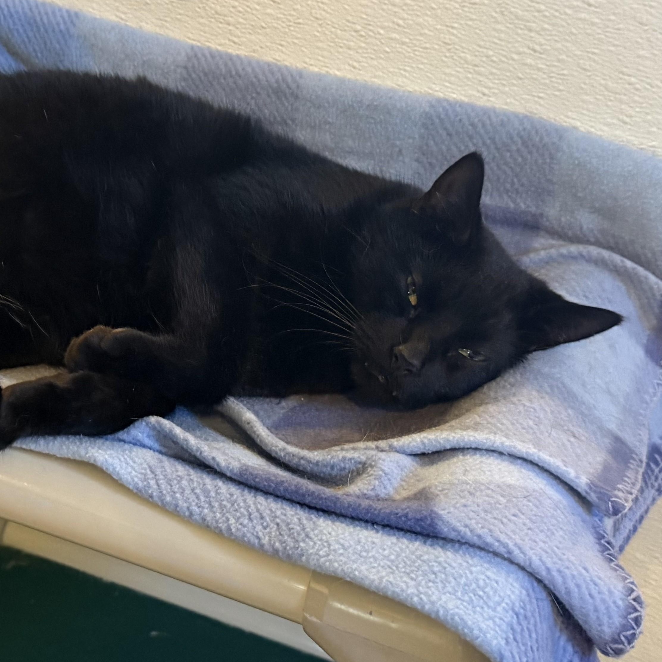 Enlarge CHARCOAL, a Adoptable Domestic Short Hair in La Crescent, MN image 3/6