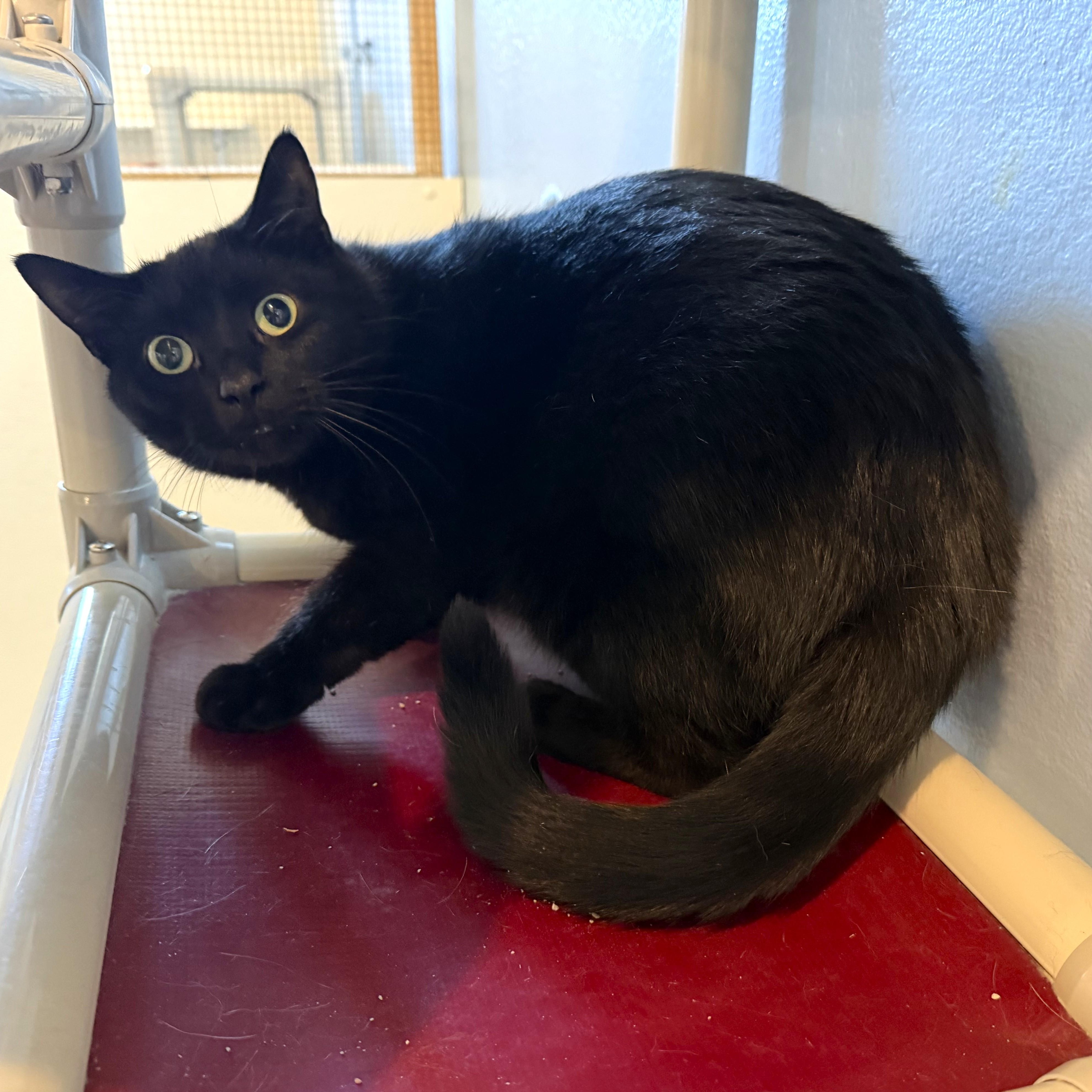 CHARCOAL, a ADOPTABLE Domestic Short Hair in La Crescent, MN image 2/5
