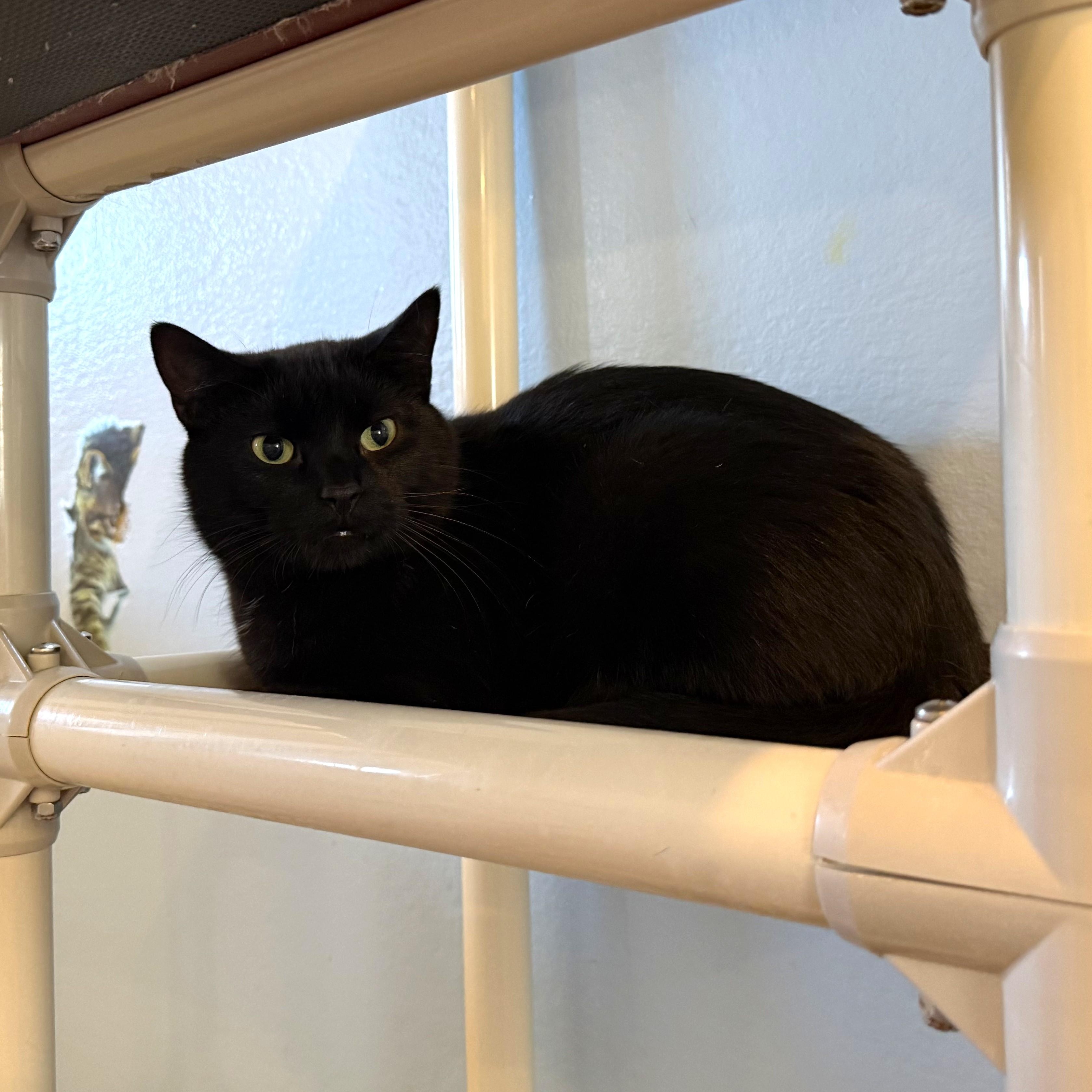 CHARCOAL, a ADOPTABLE Domestic Short Hair in La Crescent, MN image 1/5