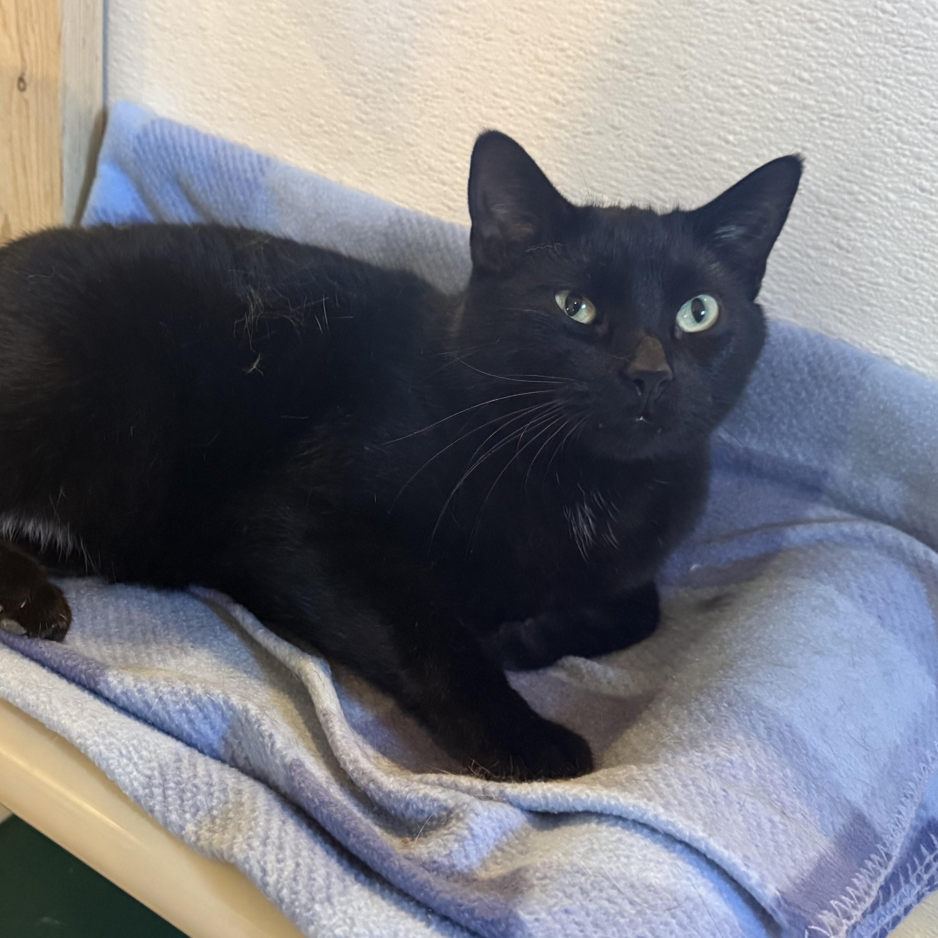 Enlarge CHARCOAL, a Adoptable Domestic Short Hair in La Crescent, MN image 5/6