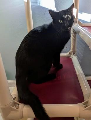Enlarge CHARCOAL, a Adoptable Domestic Short Hair in La Crescent, MN image 6/6