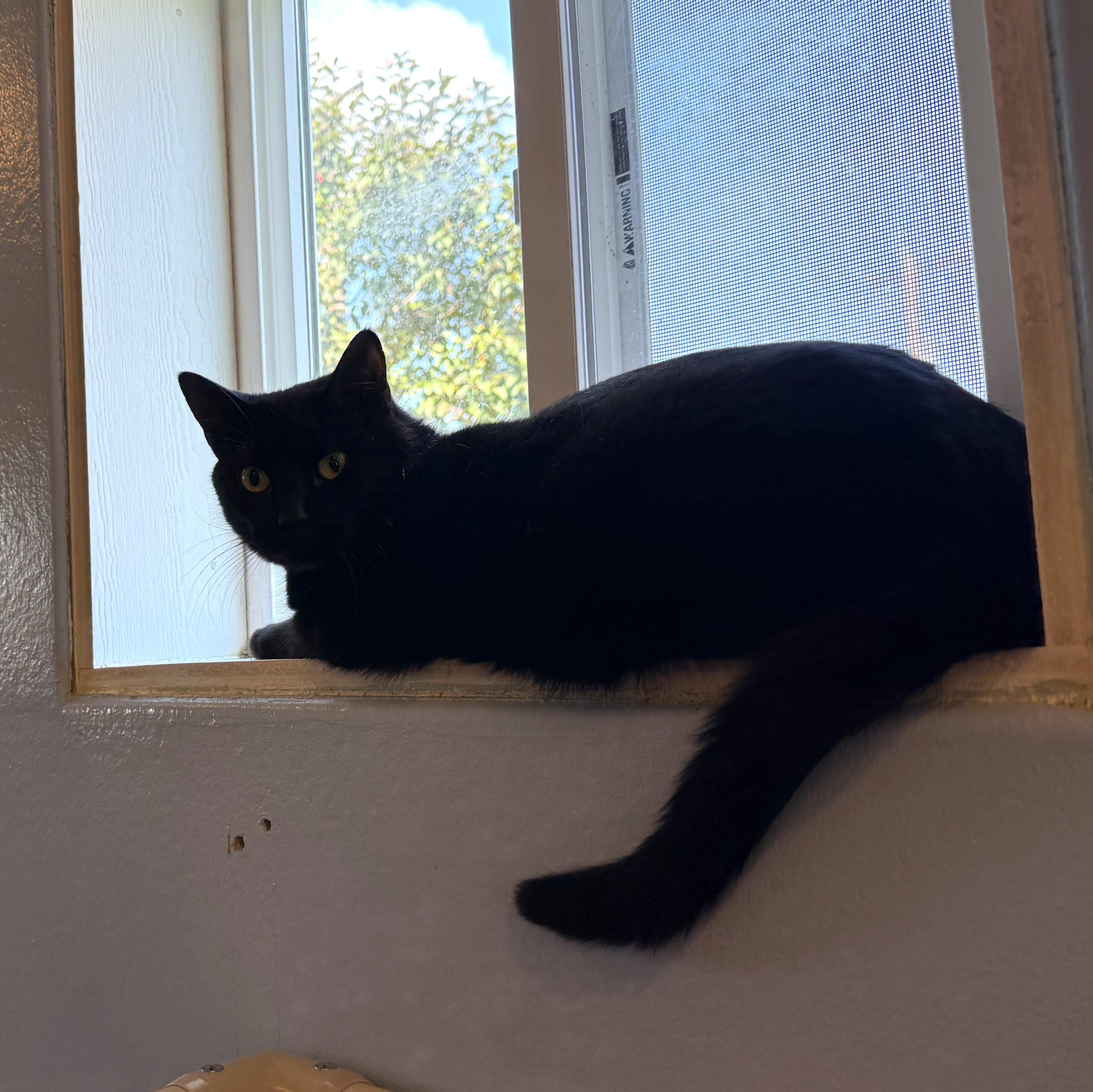 CHARCOAL, a ADOPTABLE Domestic Short Hair in La Crescent, MN image 5/5