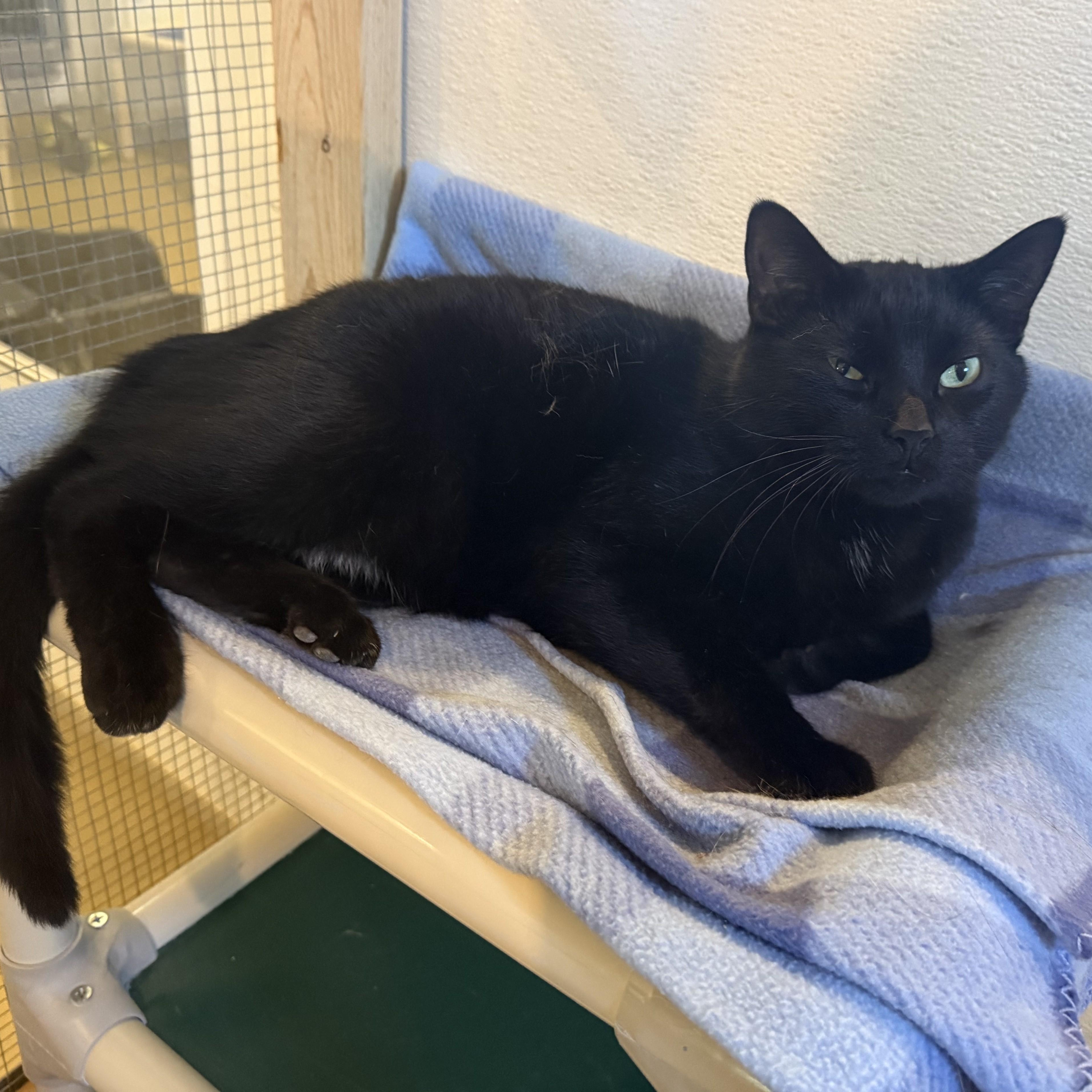 Enlarge CHARCOAL, a Adoptable Domestic Short Hair in La Crescent, MN image 2/6