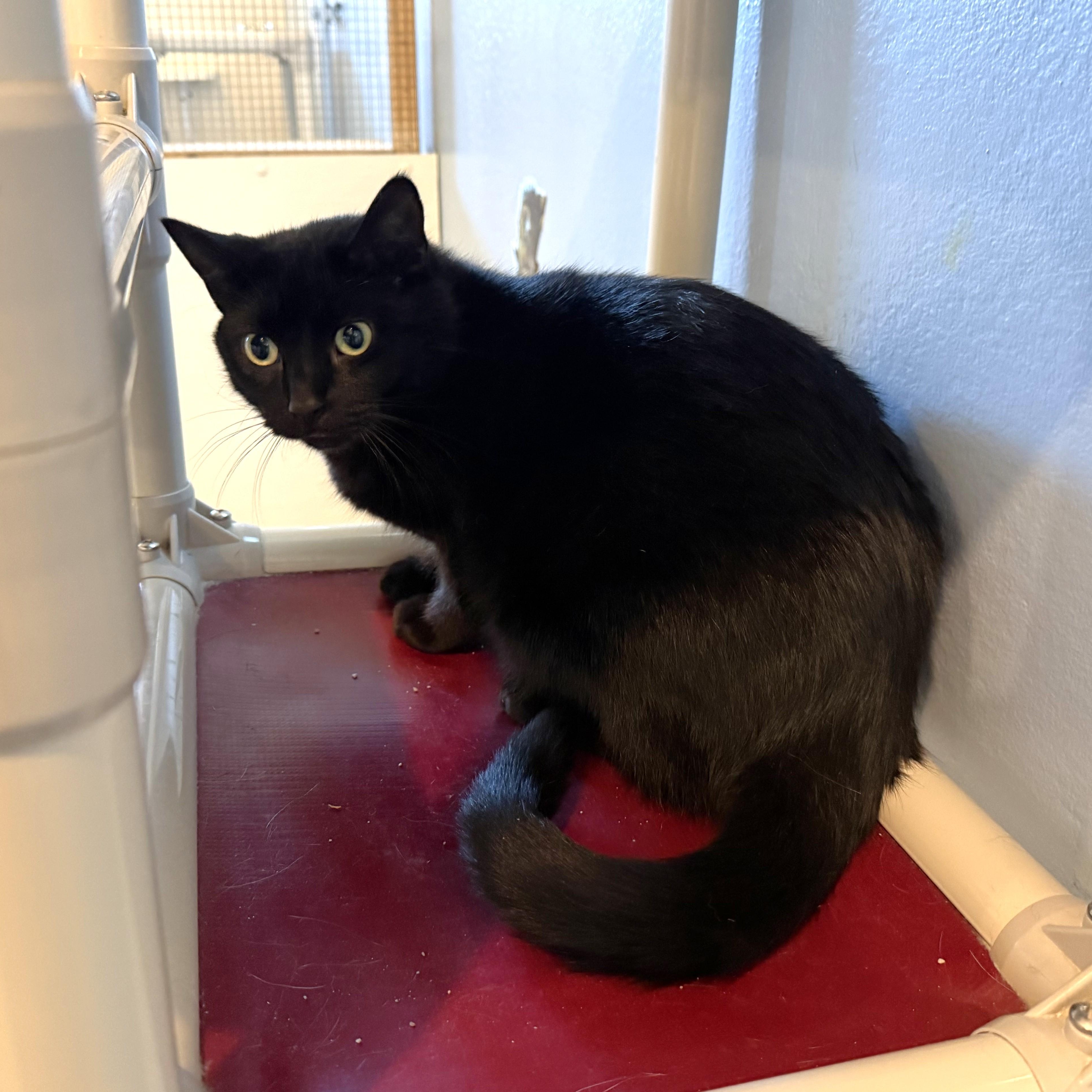 CHARCOAL, a ADOPTABLE Domestic Short Hair in La Crescent, MN image 4/5