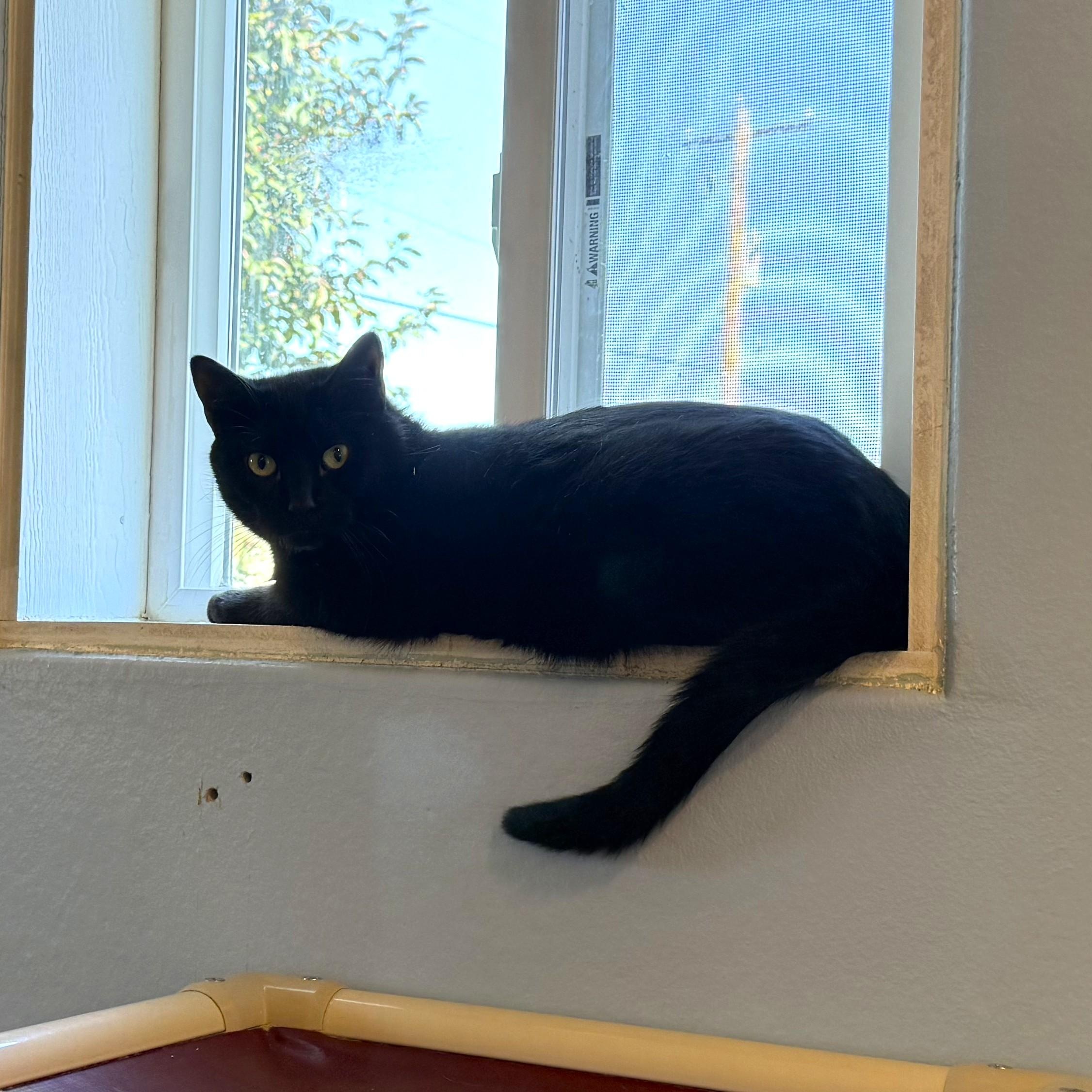 CHARCOAL, a ADOPTABLE Domestic Short Hair in La Crescent, MN image 3/5