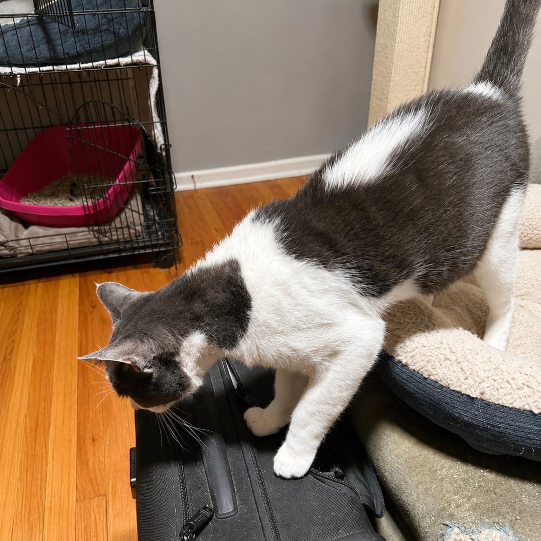 Enlarge Charlie, a ADOPTABLE American Shorthair in North Hollywood, CA image 4/5