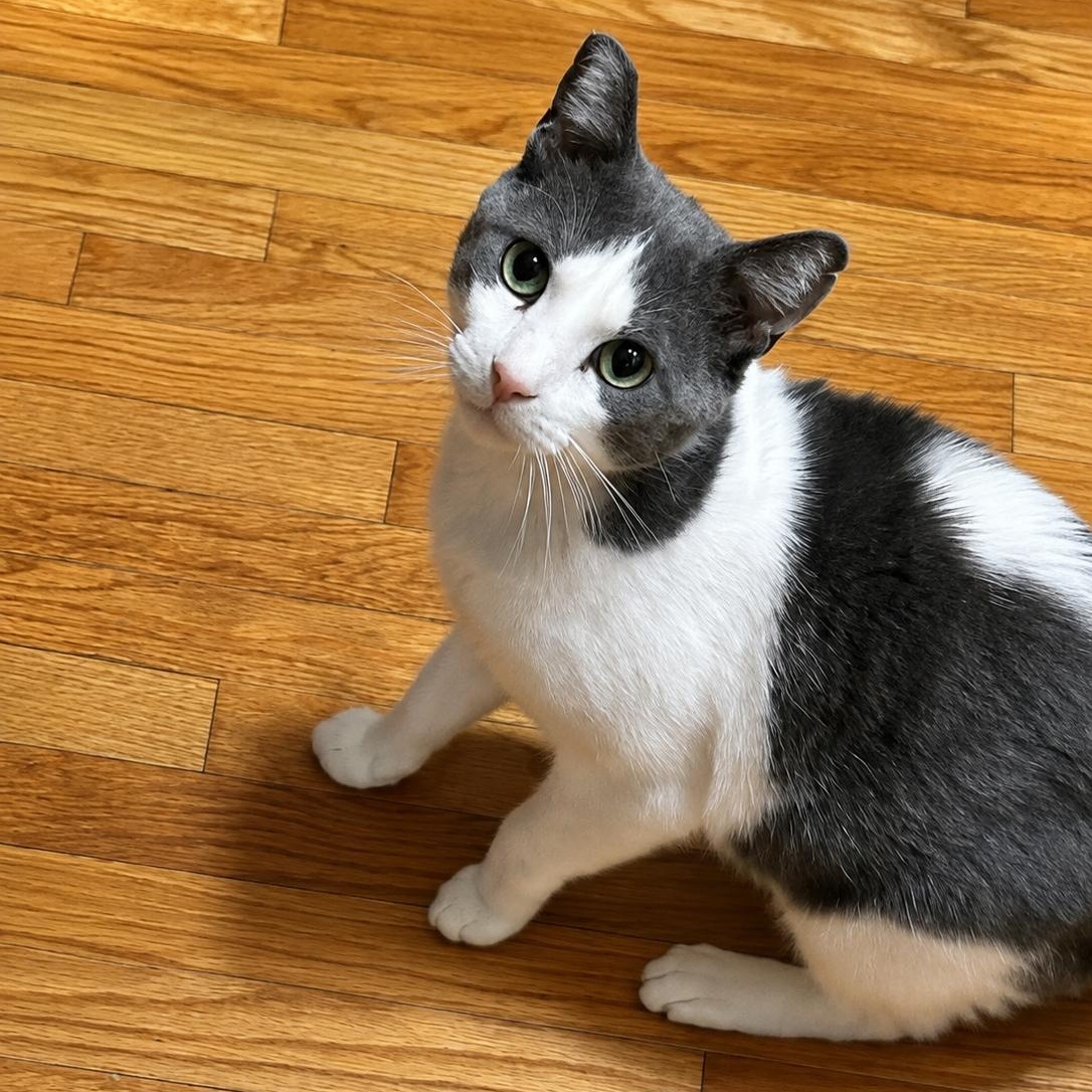 Enlarge Charlie, a ADOPTABLE American Shorthair in North Hollywood, CA image 3/5