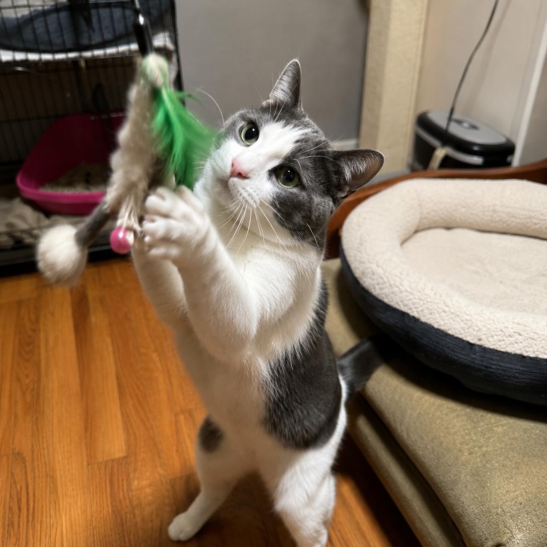 Charlie, ADOPTABLE, Young Male American Shorthair.