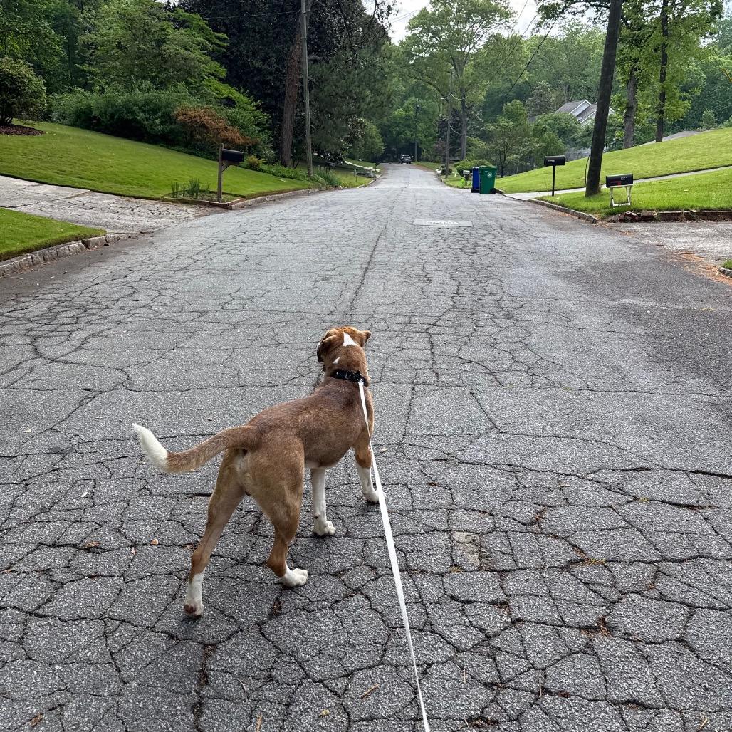 Hopper 21332 — thumbnail 2