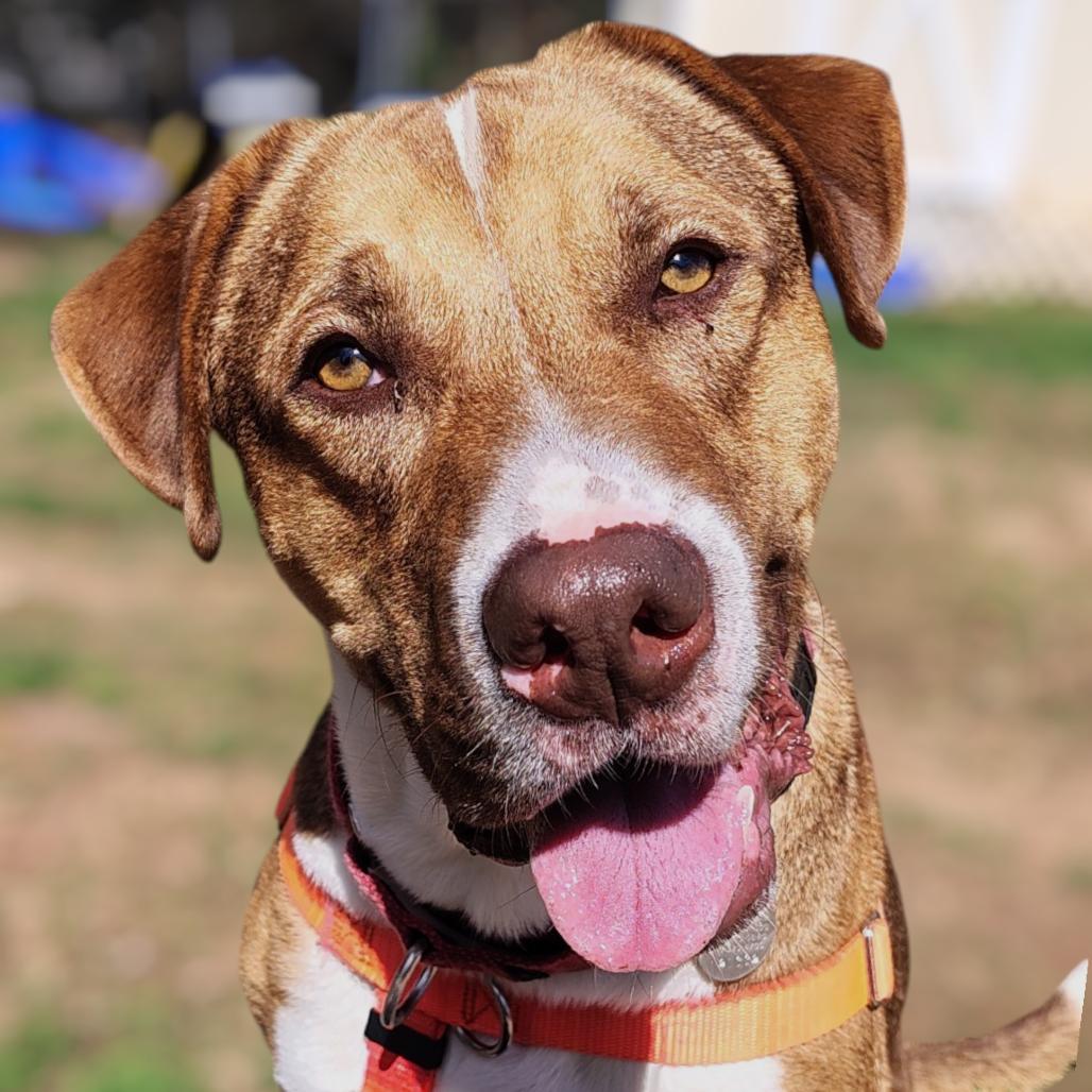 Hopper 21332 — thumbnail 3